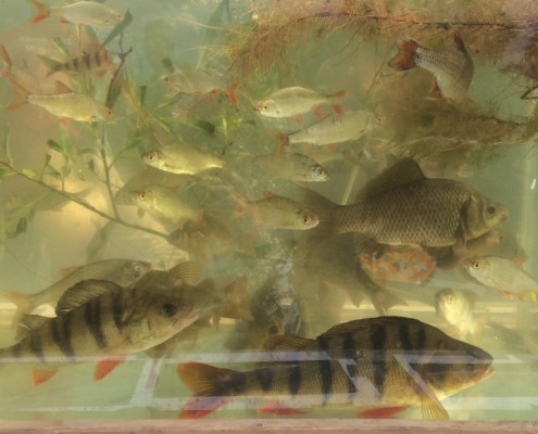 Mosefisk